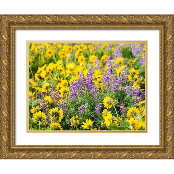 Eggers, Terry 14x12 Gold Ornate Wood Framed with Double Matting Museum Art Print Titled - USA-Washington State Arrowleaf balsamroot and lupine