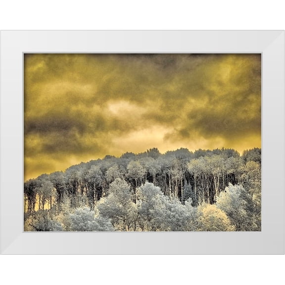 Eggers, Terry 14x12 White Modern Wood Framed Museum Art Print Titled - USA-Idaho-Aspens a with clouds