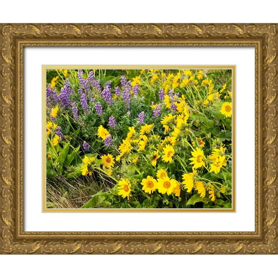 Eggers, Terry 18x15 Gold Ornate Wood Framed with Double Matting Museum Art Print Titled - USA-Washington State Arrowleaf balsamroot and lupine