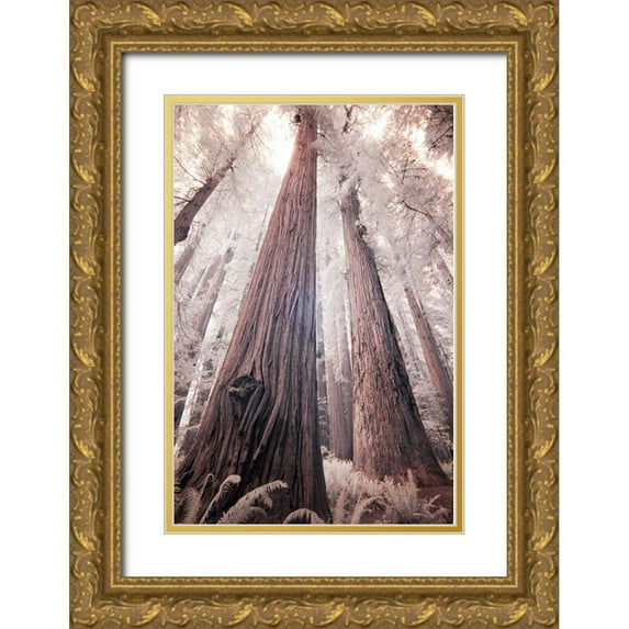 Eggers, Terry 23x32 Gold Ornate Wood Framed with Double Matting Museum Art Print Titled - California Redwood National Park-infrared of Redwood forest