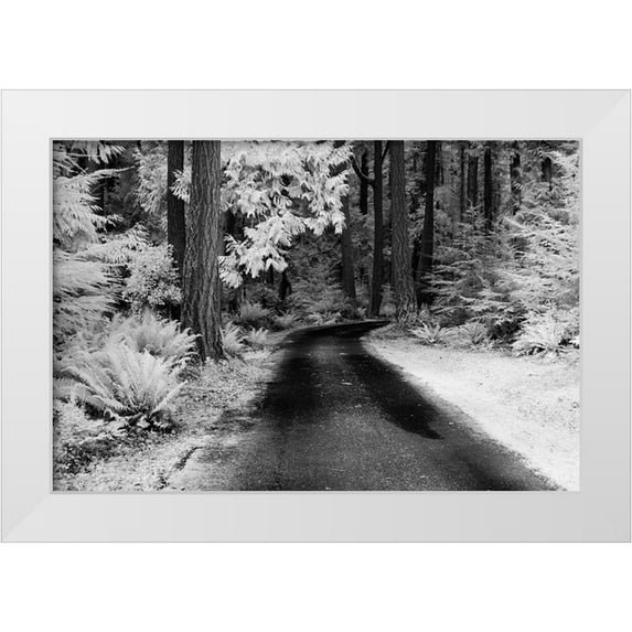 Eggers, Terry 24x17 White Modern Wood Framed Museum Art Print Titled - USA-Washington State-Skagit Valley-Country backroad through forest