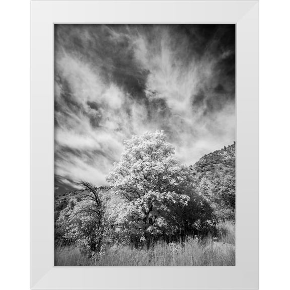 Eggers, Terry 25x32 White Modern Wood Framed Museum Art Print Titled - USA-Utah-Infrared of the Logan Pass area and lone tree
