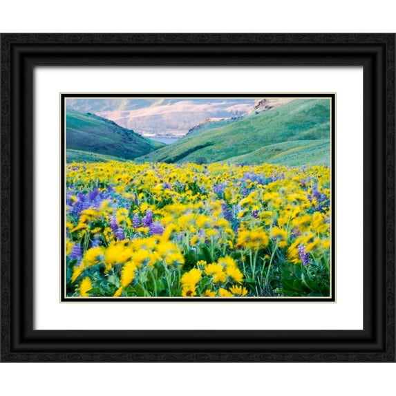 Eggers, Terry 32x25 Black Ornate Wood Framed with Double Matting Museum Art Print Titled - USA-Washington State Arrowleaf balsamroot and lupine