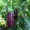 thumbnail image 1 of Eggplant Annina F1 Organic Seed, 1 of 1