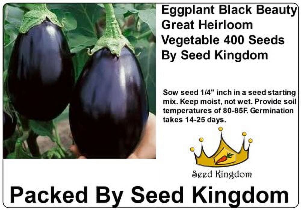 Eggplant Black Beauty Great Heirloom Vegetable 400 Seeds By Seed Kingdom