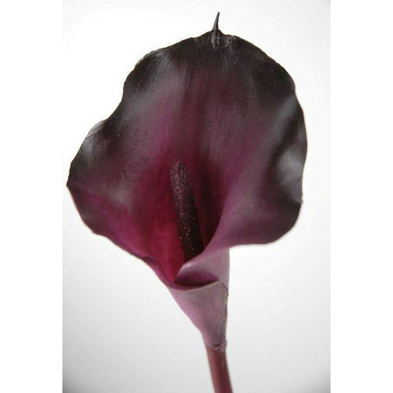 Eggplant Purple Silk Calla Lily Stem 22in. Tall Blossom 5in. Tall & 3.5in. Wide