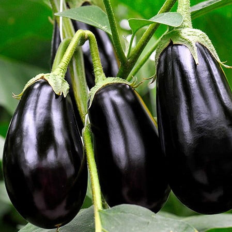 Eggplant Seed, Black Beauty, Heirloom, Non GMO, 100 Seeds, Vegetable