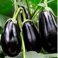 thumbnail image 1 of Eggplant Seed, Black Beauty, Heirloom, Non GMO, 100 Seeds, Vegetable, 1 of 1