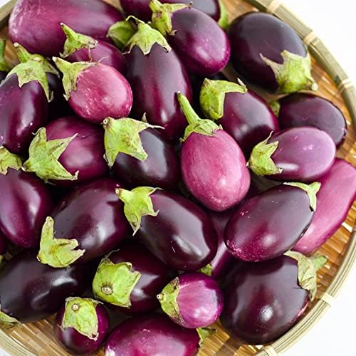 Eggplant Seeds 25 Round Purple Indian Globe Eggplant Seeds NonGMO