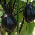 thumbnail image 1 of Eggplant Seeds - Kyoto Egg - Hybrid - 1 Lb ~102400 Seeds - Non-GMO, F1 Hybrid - Asian Garden Vegetable, 1 of 1