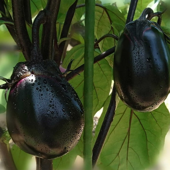 Eggplant Seeds - Kyoto Egg - Hybrid - 500 Mg Packet ~115 Seeds - Non-GMO, F1 Hybrid - Asian Garden Vegetable