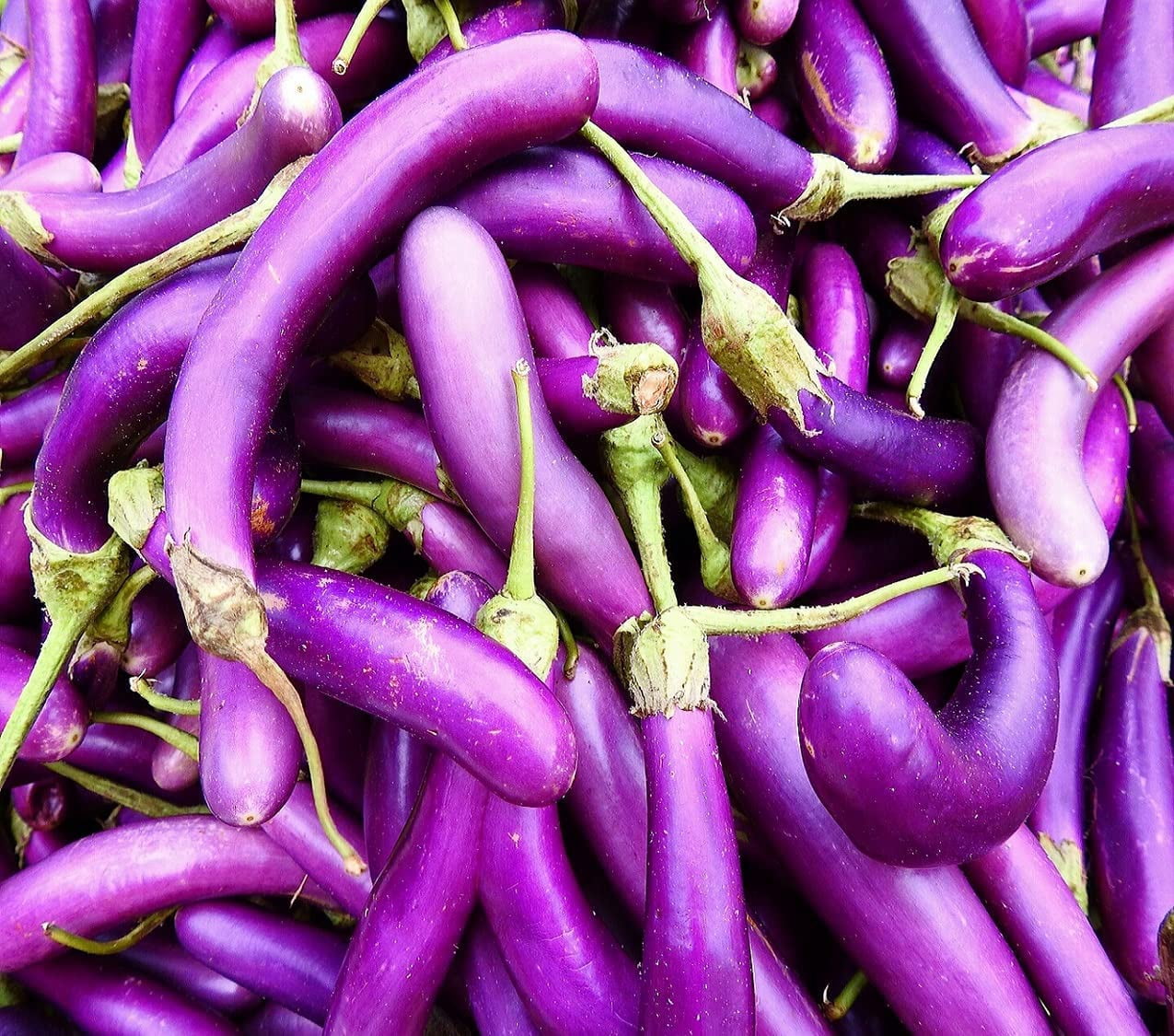 100+ Long Purple Italian Eggplant Seeds – NON-GMO, Heirloom, Fast Growing For 2025 Garden