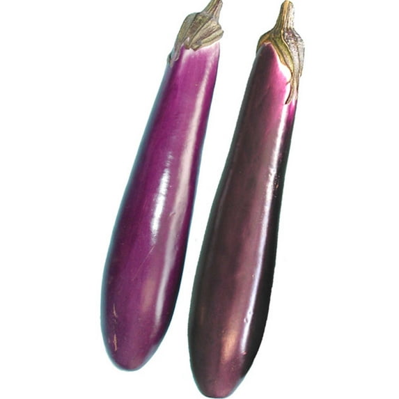 Eggplant Seeds - Purple Shine - Hybrid - 1 Oz ~6250 Seeds - Non-GMO, F1 Hybrid - Asian Garden Vegetable
