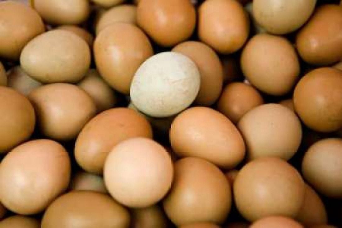 Eggs II Canvas Art - Karyn Millet (12 x 18)
