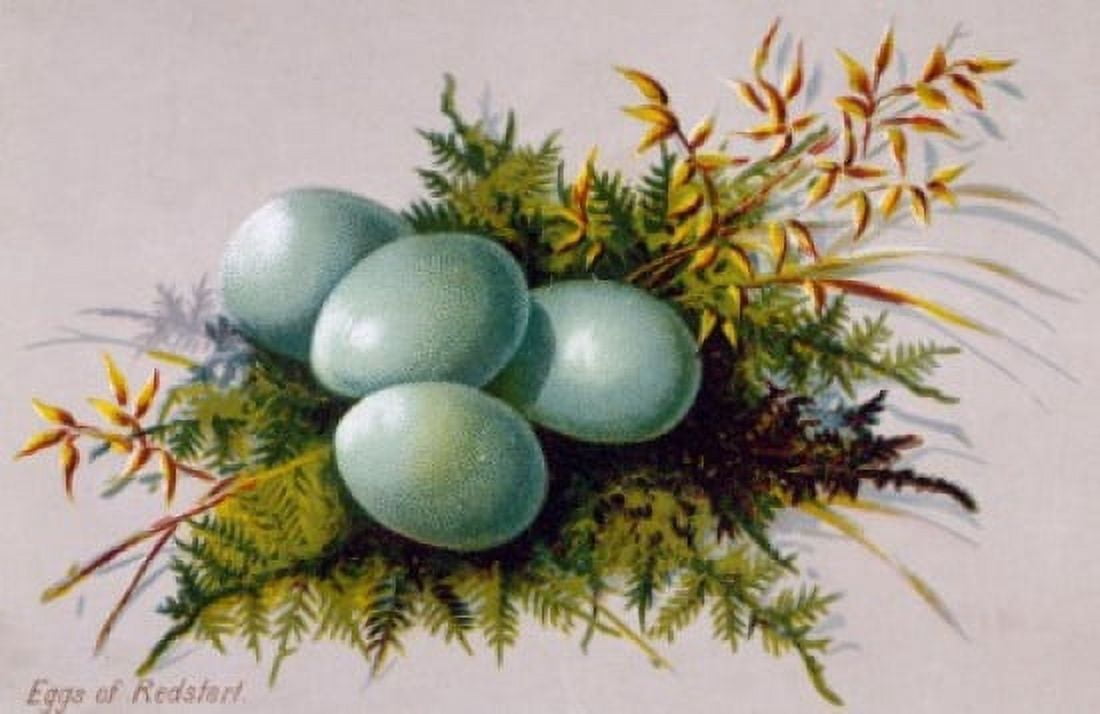 Eggs of Redstart Nostalgia Cards Canvas Art - (18 x 24)