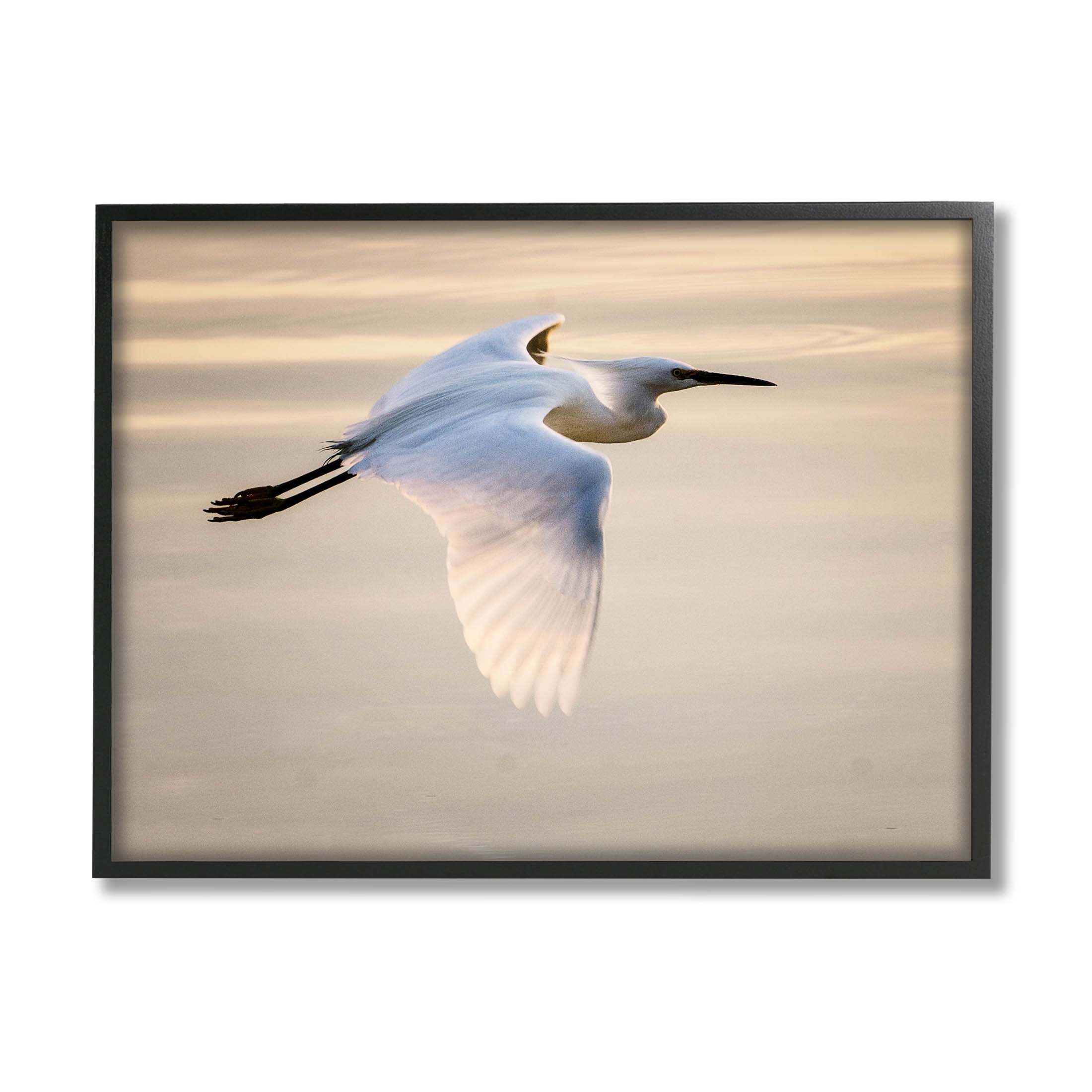 Egret Gliding Aerial View Animals & Insects Photograph Black Framed Art Print Wall Art