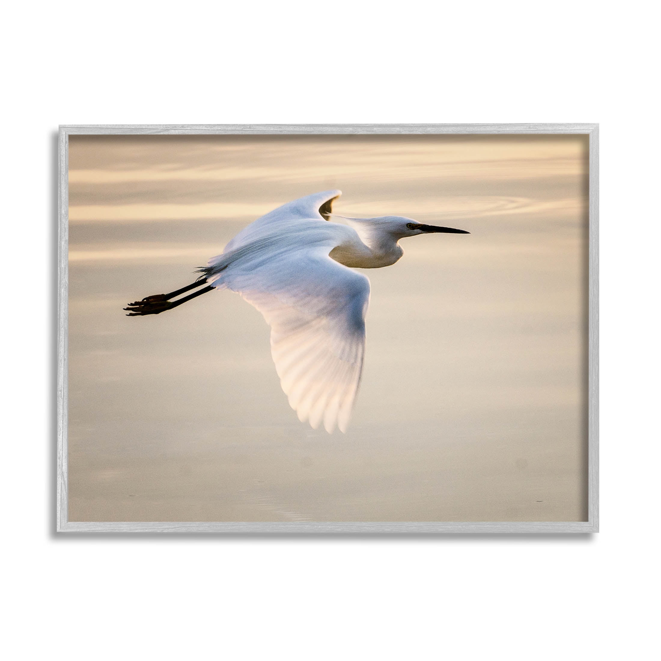 Egret Gliding Aerial View Animals & Insects Photograph Gray Framed Art Print Wall Art