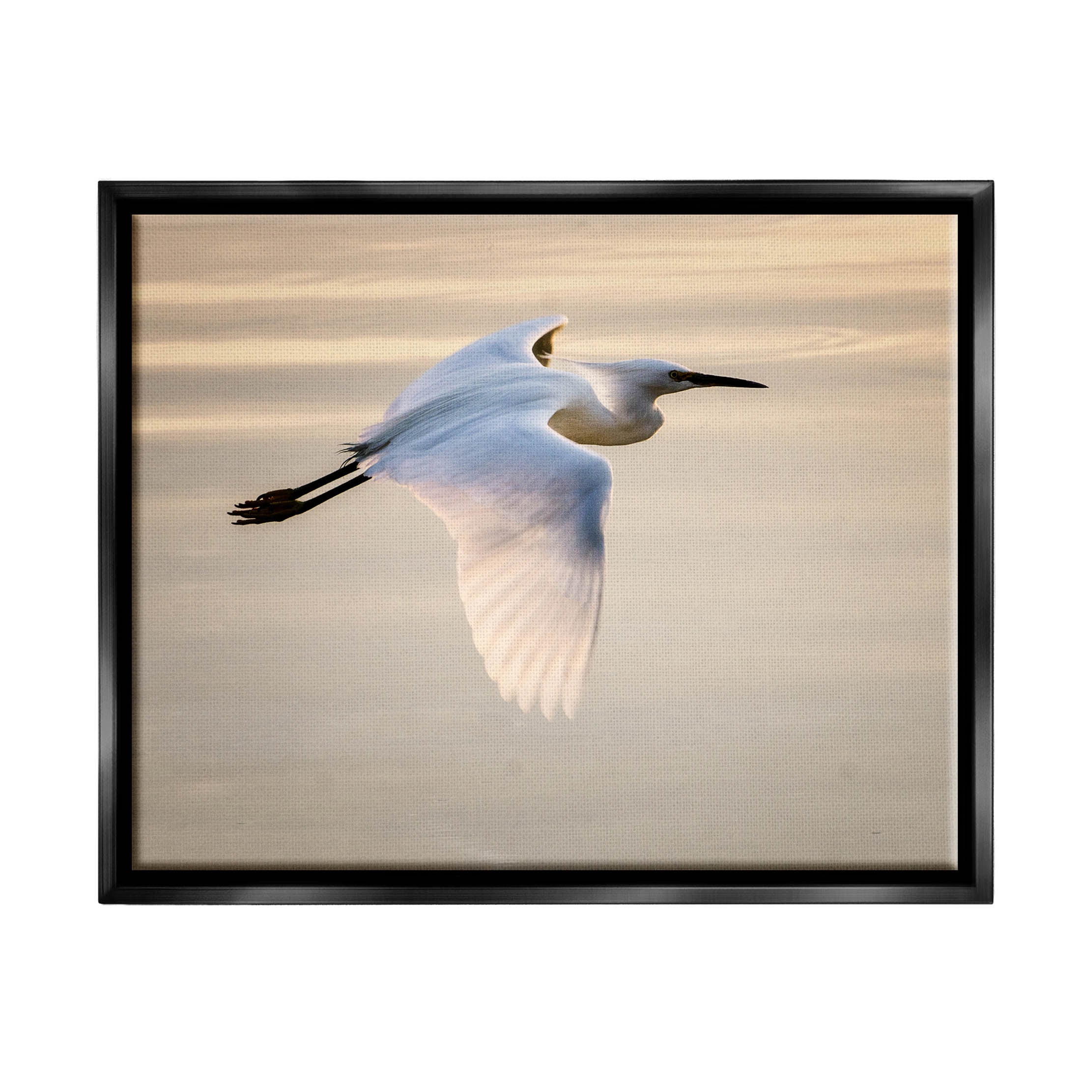 Egret Gliding Aerial View Animals & Insects Photograph Jet Black Framed Art Print Wall Art