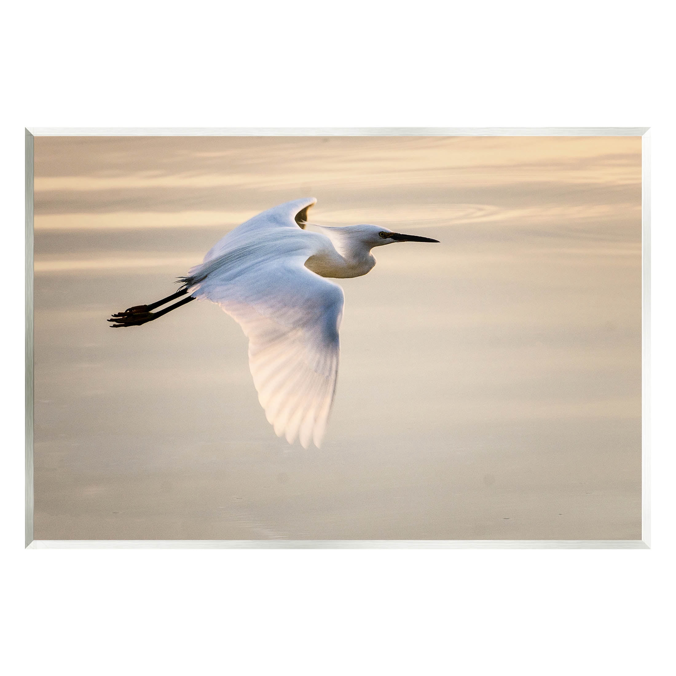 Egret Gliding Aerial View Animals & Insects Photograph Unframed Art Print Wall Art