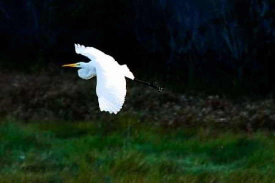 Egret in Flight I Canvas Art - Alan Hausenflock (20 x 28)