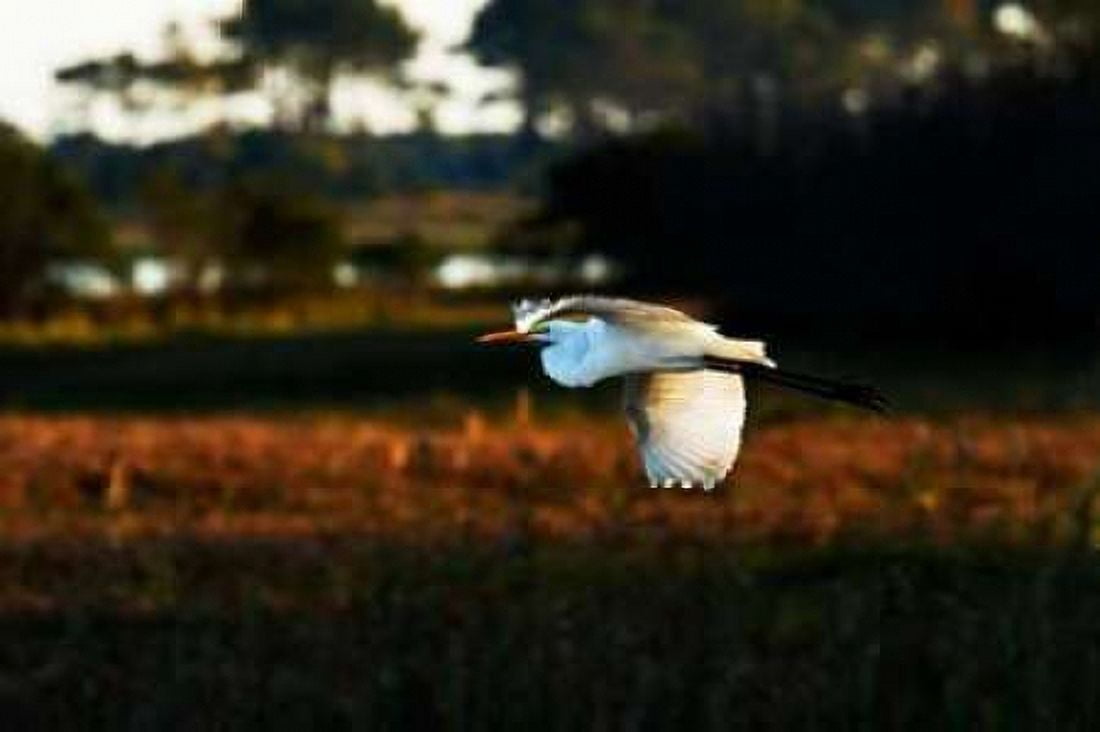 Egret in Flight II Canvas Art - Alan Hausenflock (20 x 28)