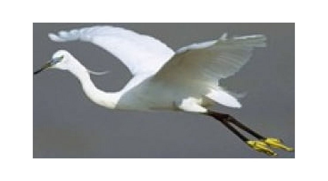 Egret in Flight Kenya Africa Canvas Art - Panoramic Images (16 x 9)