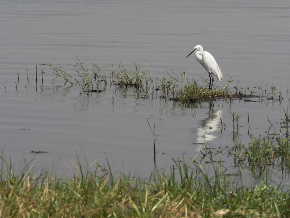 Egret on Chobe River Chobe National Park Kasane Botswana Canvas Art - Panoramic Images (12 x 16)