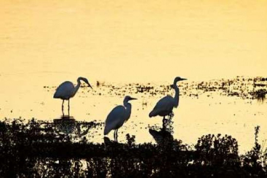 Egrets in the Sunrise I Canvas Art - Alan Hausenflock (20 x 28)