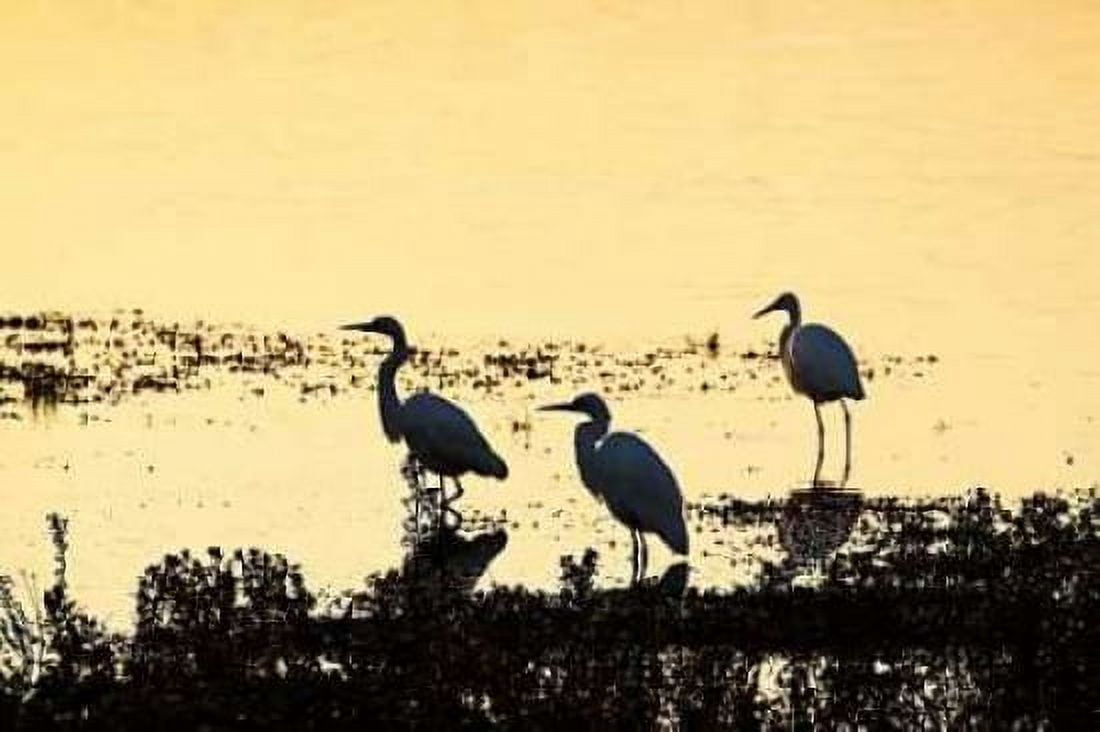 Egrets in the Sunrise II Canvas Art - Alan Hausenflock (20 x 28)