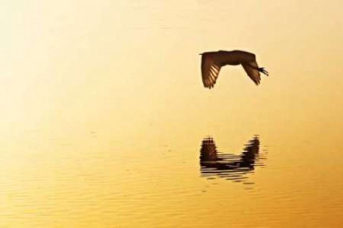 Egrets in the Sunrise III Canvas Art - Alan Hausenflock (20 x 28)