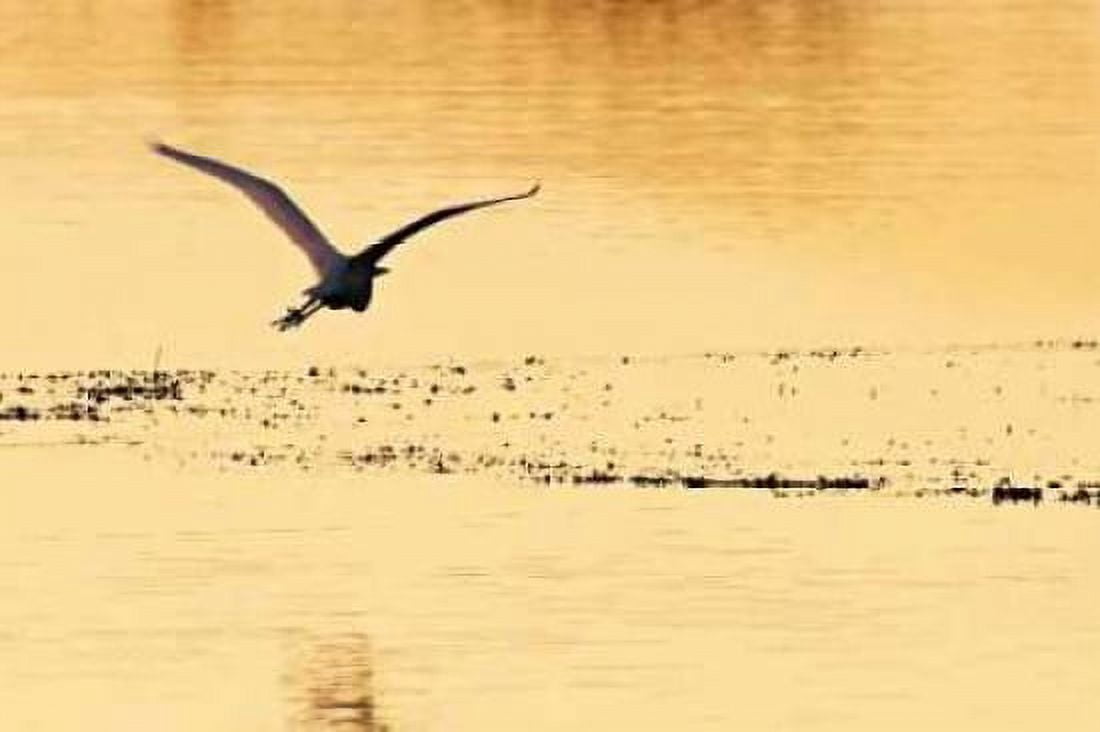 Egrets in the Sunrise IV Canvas Art - Alan Hausenflock (20 x 28)