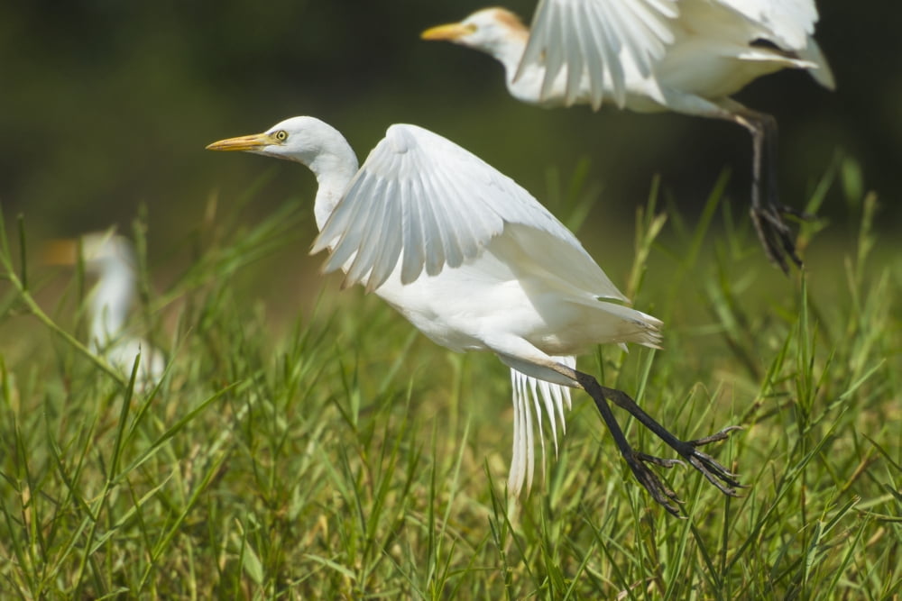 Egrets taking flight Liwonde National Park Malawi Canvas Art - Ian Cumming Design Pics (38 x 24)