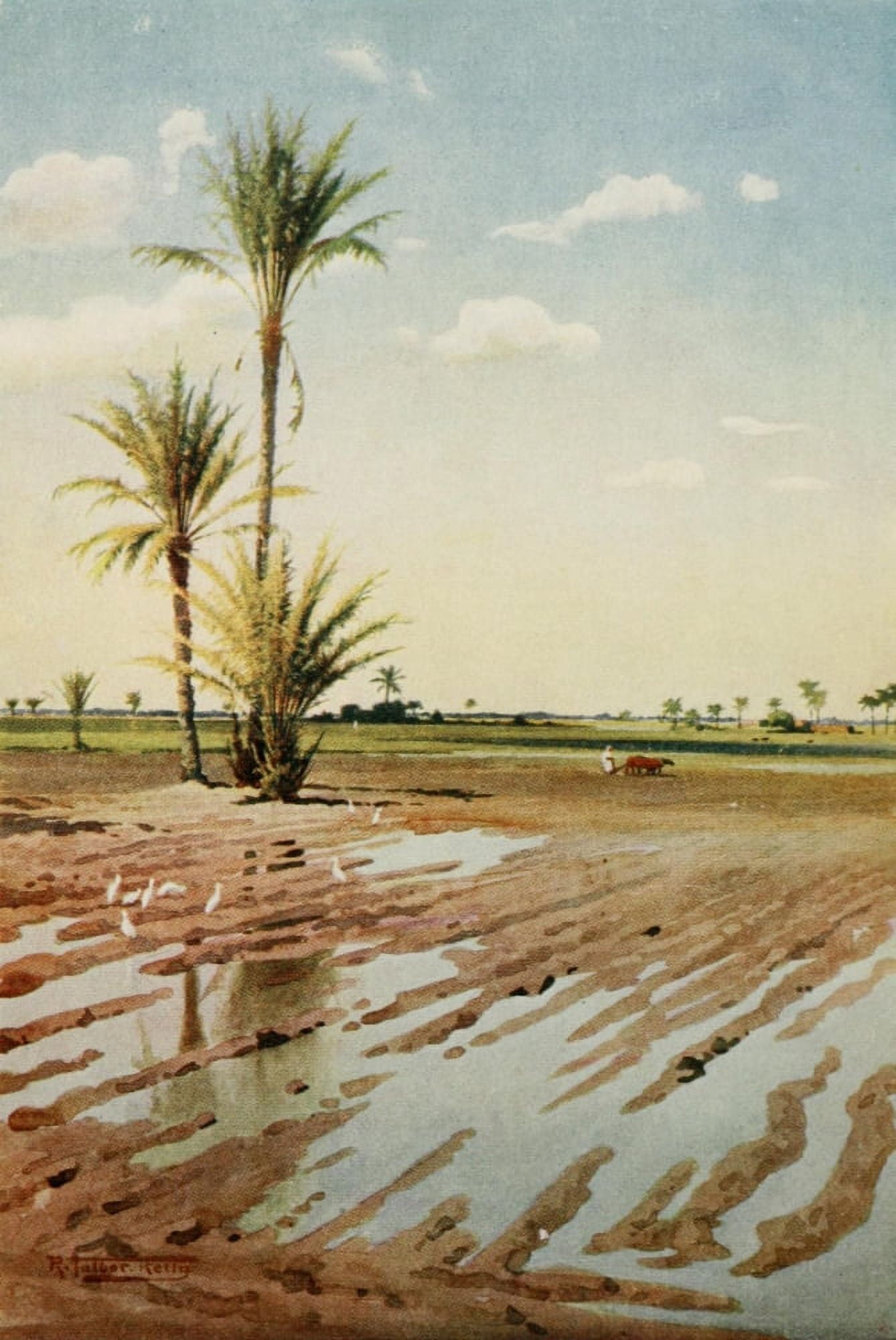 Egypt 1903 An irrigated field Canvas Art - Robert Talbot Kelly (18 x 24)