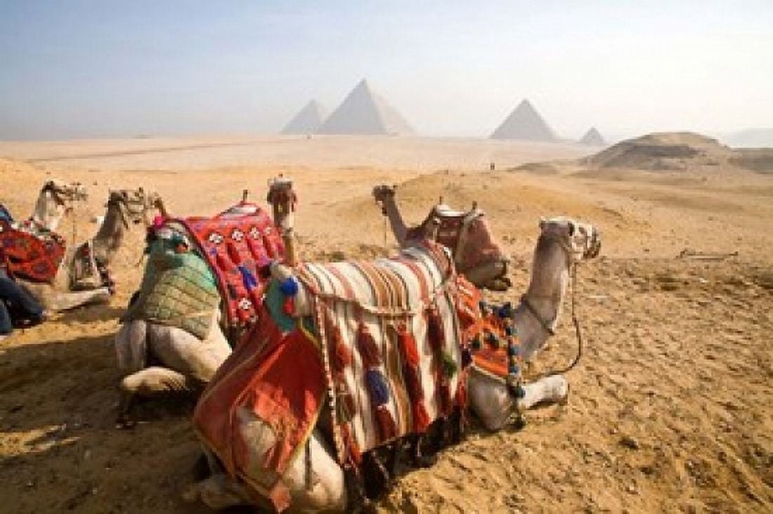 Egypt Cairo Camels desert sands of Giza Pyramids Canvas Art - Dave Bartruff DanitaDelimont (35 x 23)