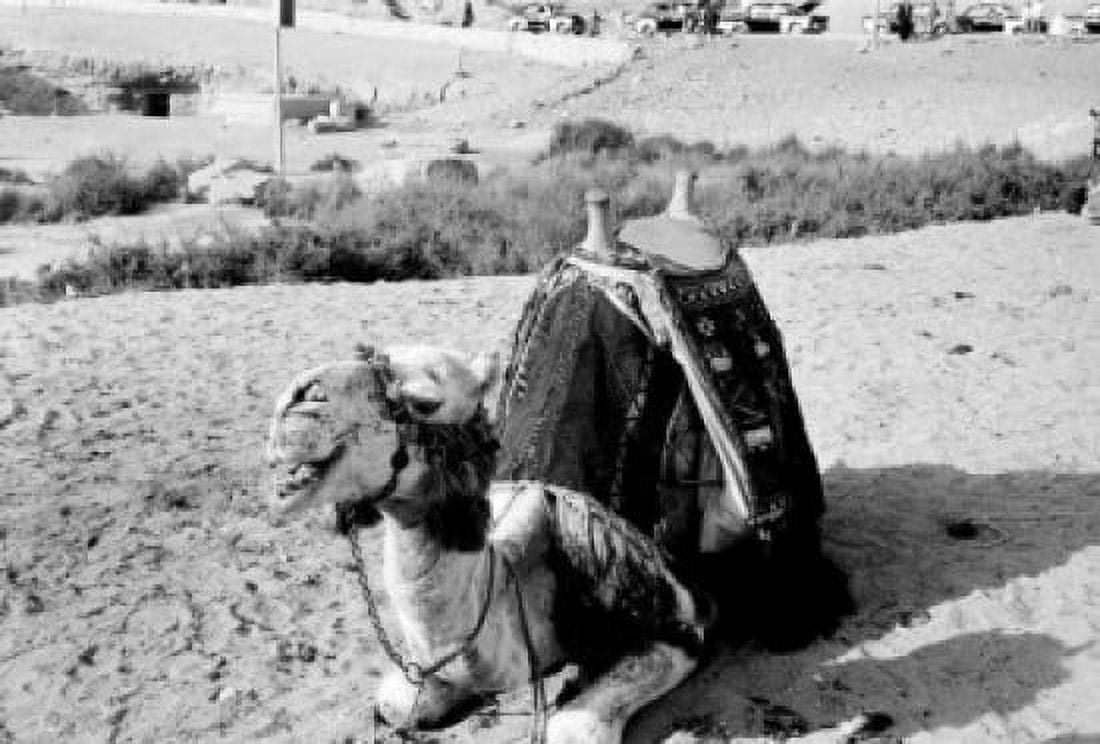 Egypt Giza camel sitting on sand Canvas Art - (18 x 24)