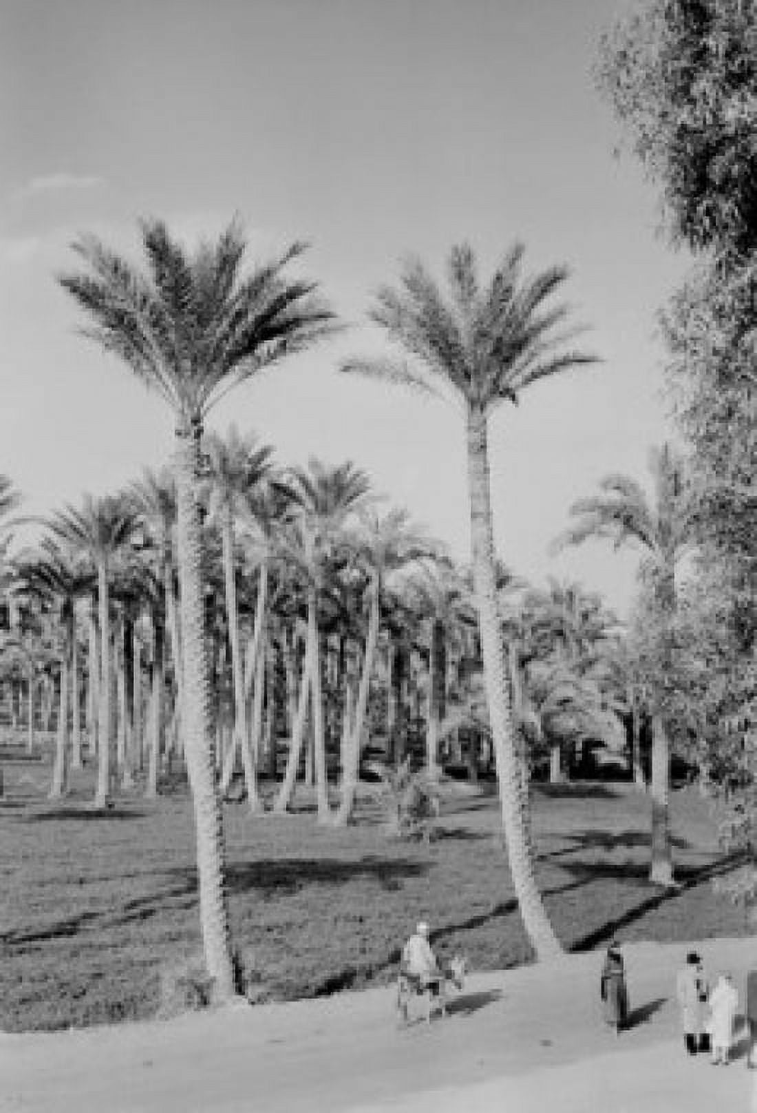 Egypt Memphis People near palm trees Canvas Art - (24 x 36)