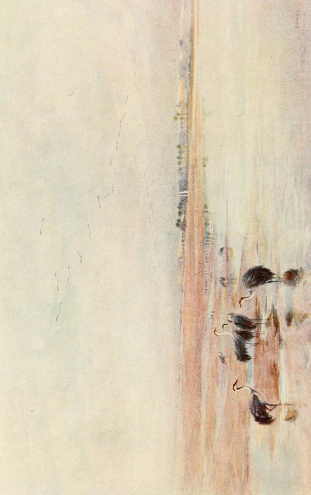 Egyptian Birds 1909 A view on the Nile near Minieh Canvas Art - Charles Whymper (24 x 36)