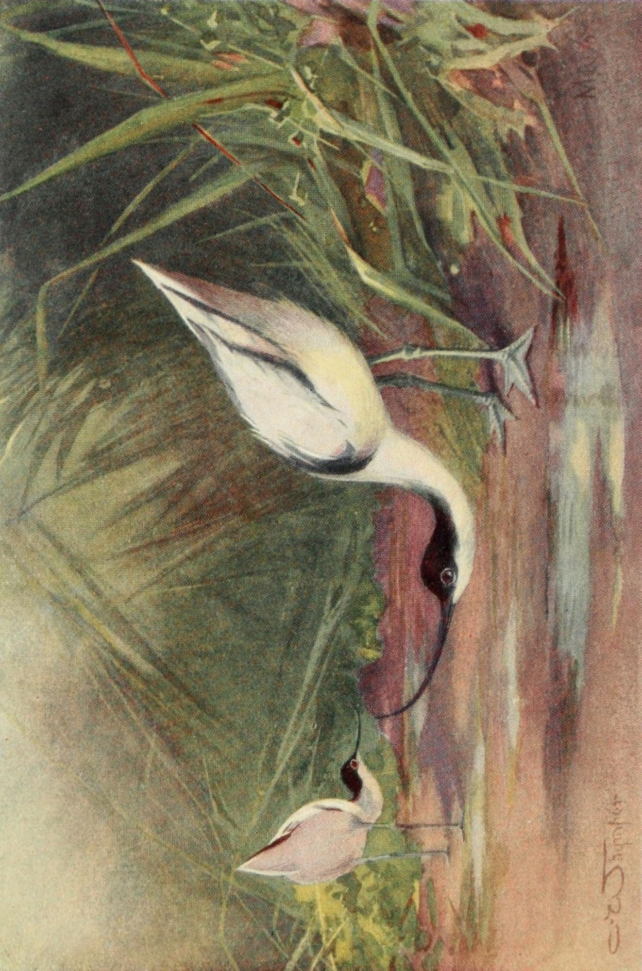 Egyptian Birds 1909 Avocet Canvas Art - Charles Whymper (24 x 36)