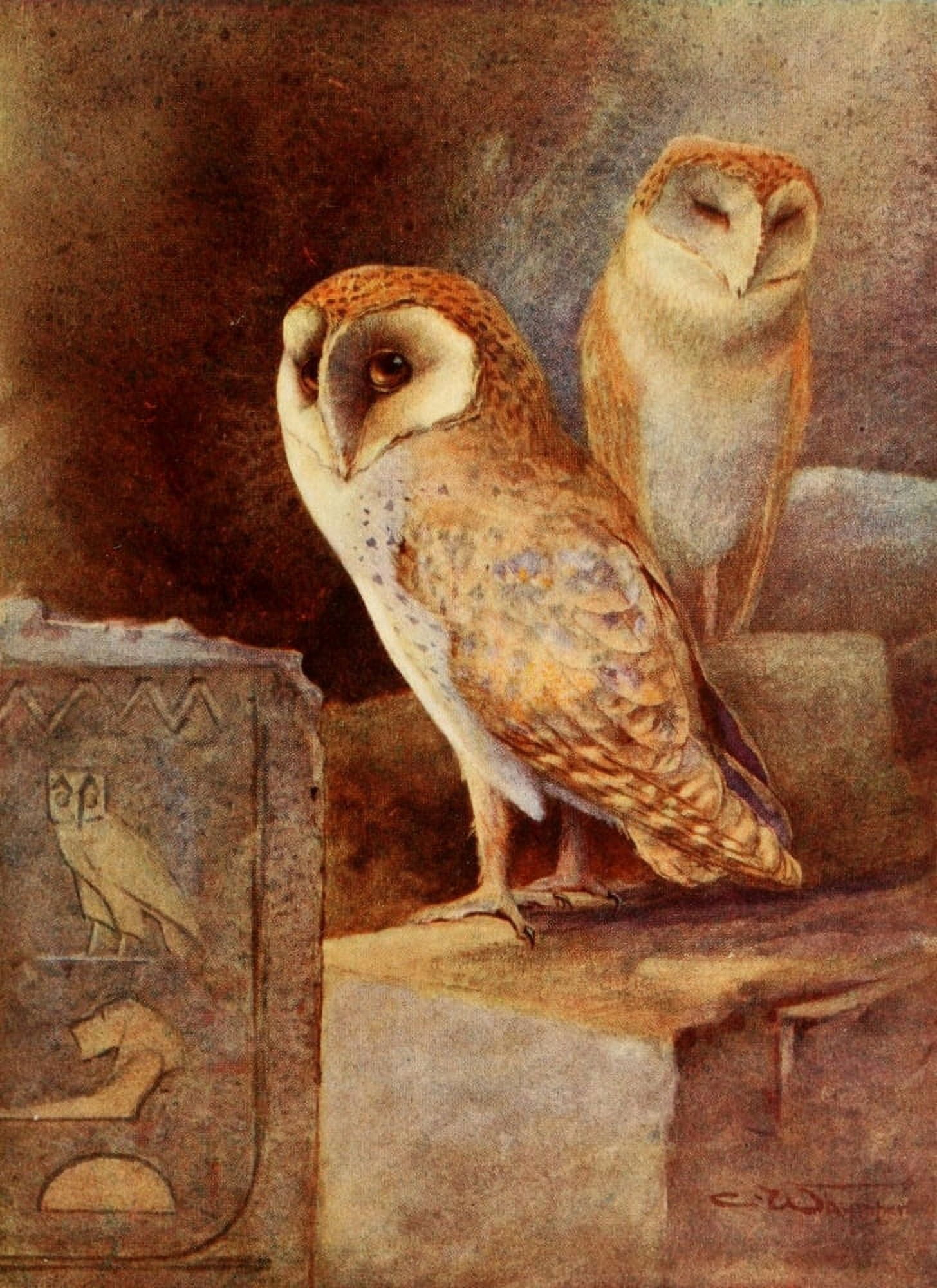 Egyptian Birds 1909 Barn-owl Canvas Art - Charles Whymper (18 x 24)