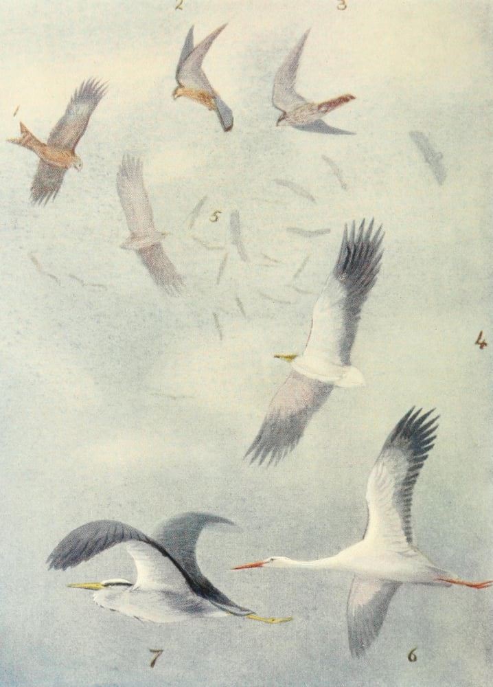Egyptian Birds 1909 Birds in mid-air Canvas Art - Charles Whymper (24 x 36)