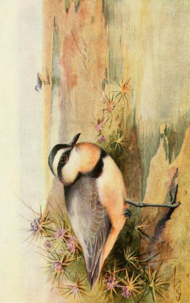 Egyptian Birds 1909 Black-headed Plover Canvas Art - Charles Whymper (24 x 36)