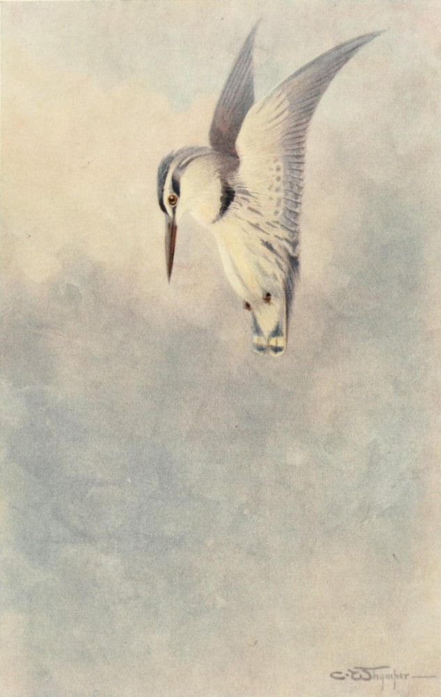 Egyptian Birds 1909 Black & white kingfisher Canvas Art - Charles Whymper (24 x 36)