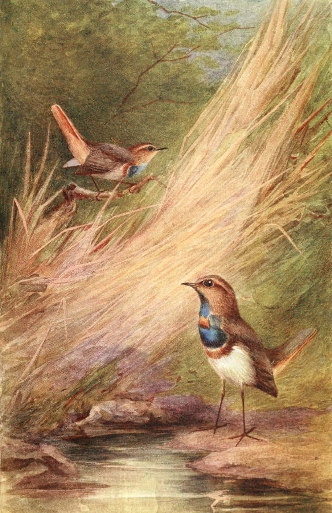 Egyptian Birds 1909 Blue-throated Warbler Canvas Art - Charles Whymper (24 x 36)