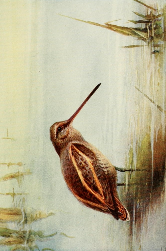 Egyptian Birds 1909 Common Snipe Canvas Art - Charles Whymper (24 x 36)