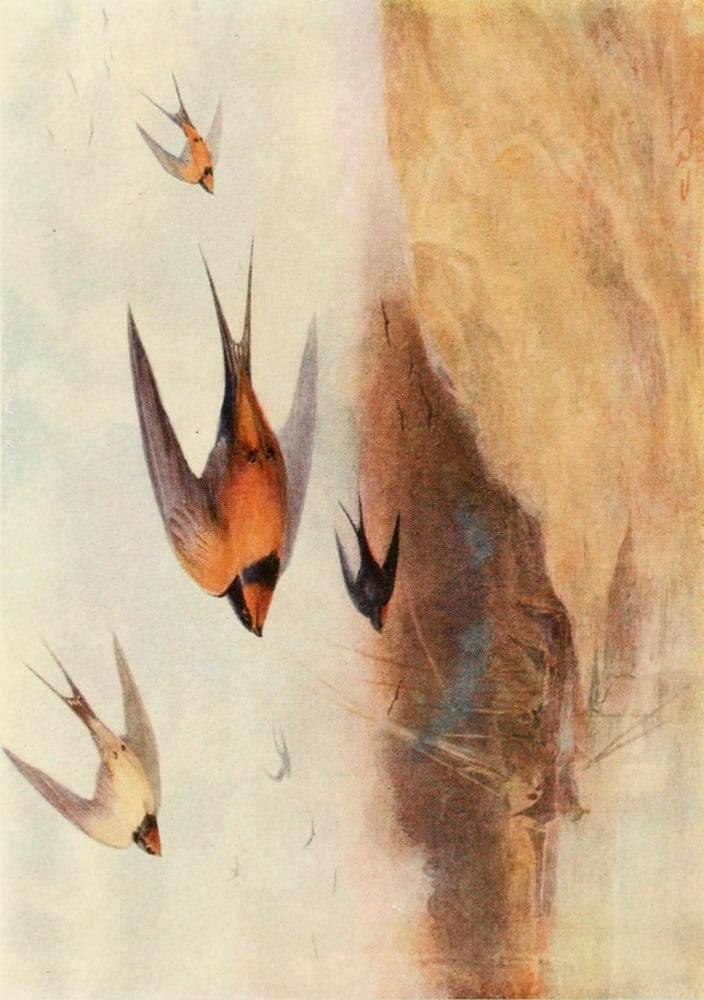 Egyptian Birds 1909 Common swallow & Egyptian swallow Canvas Art - Charles Whymper (18 x 24)