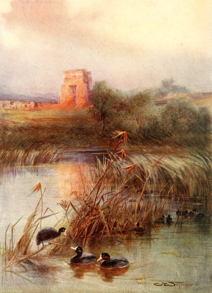 Egyptian Birds 1909 Coot at the Sacred Lake Karnak Canvas Art - Charles Whymper (24 x 36)