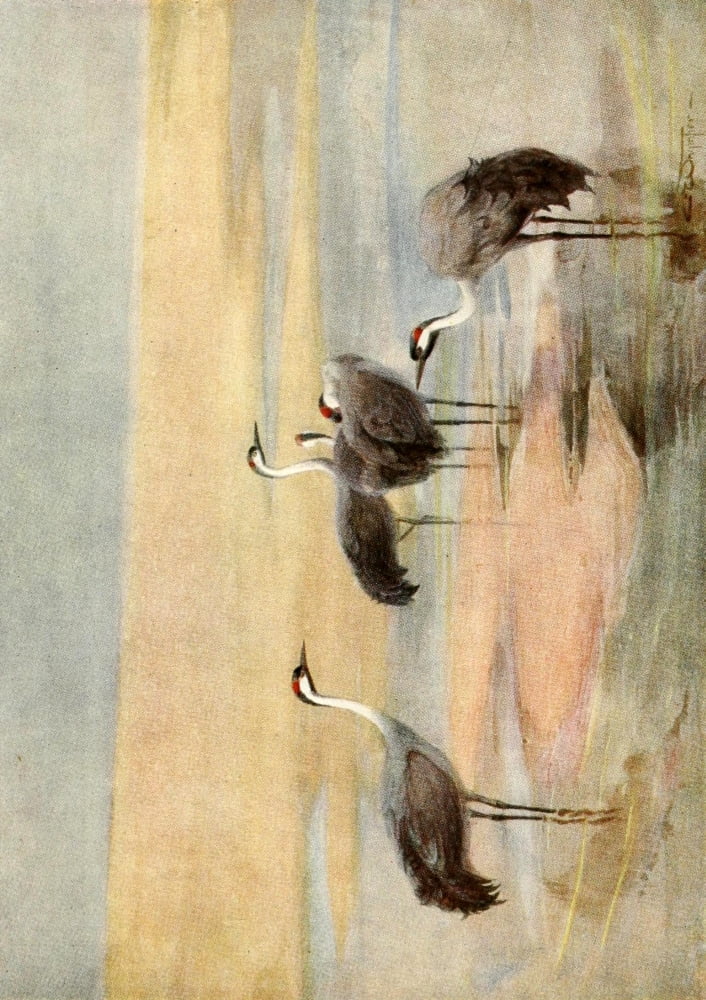 Egyptian Birds 1909 Cranes Canvas Art - Charles Whymper (24 x 36)