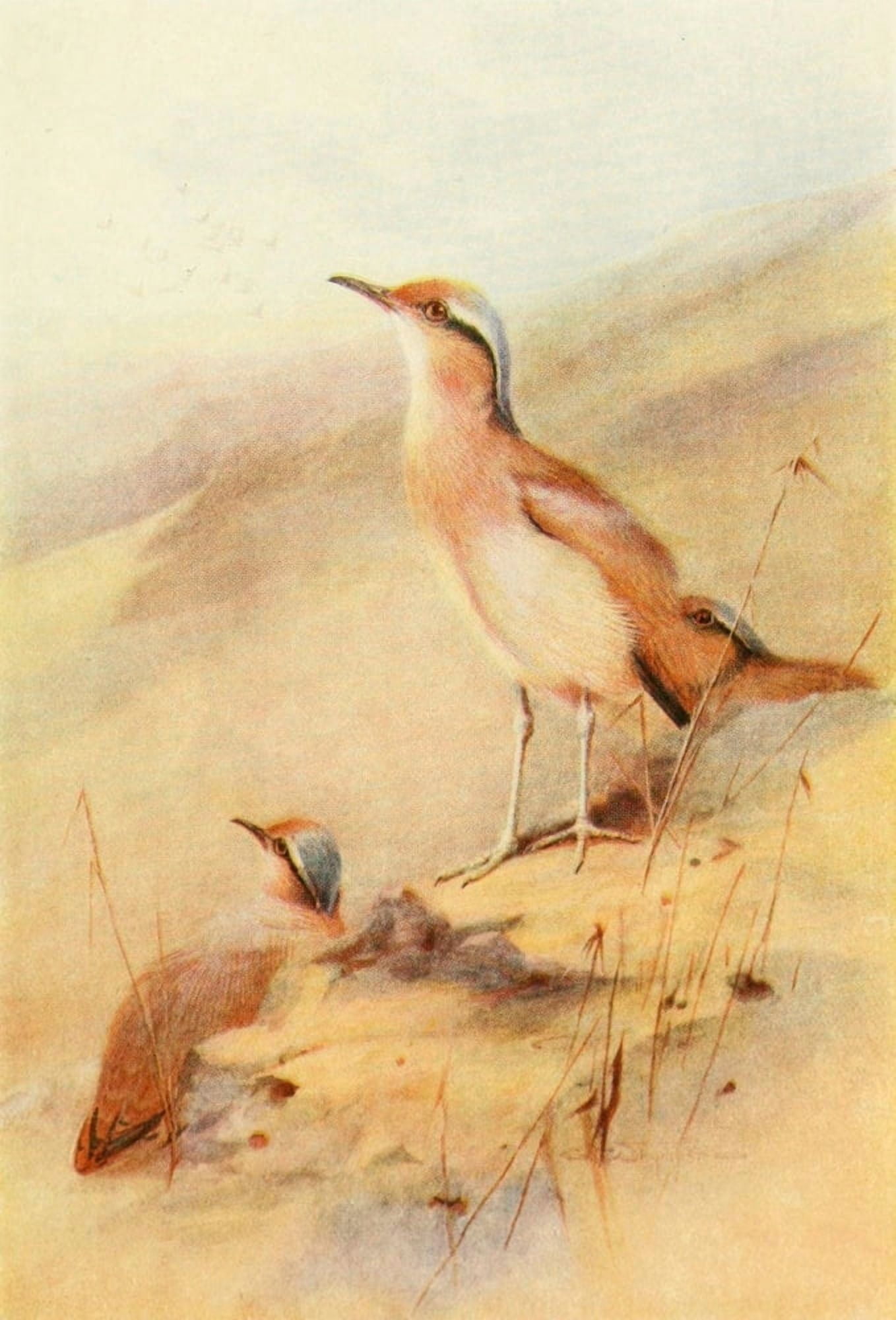 Egyptian Birds 1909 Cream-coloured Courser Canvas Art - Charles Whymper (18 x 24)