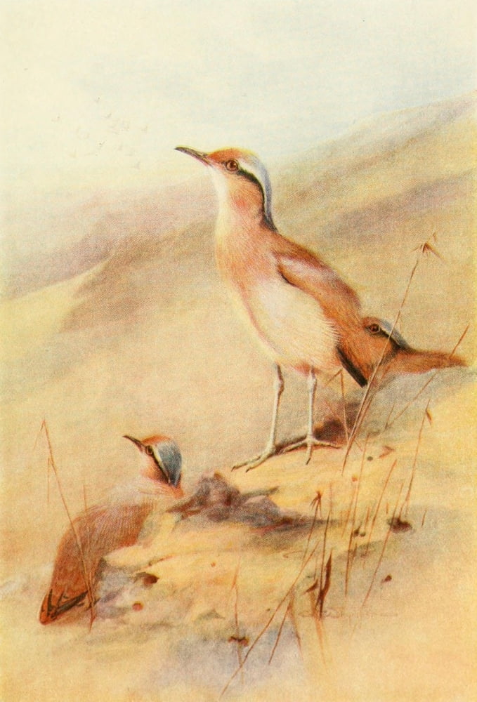 Egyptian Birds 1909 Cream-coloured Courser Canvas Art - Charles Whymper (24 x 36)