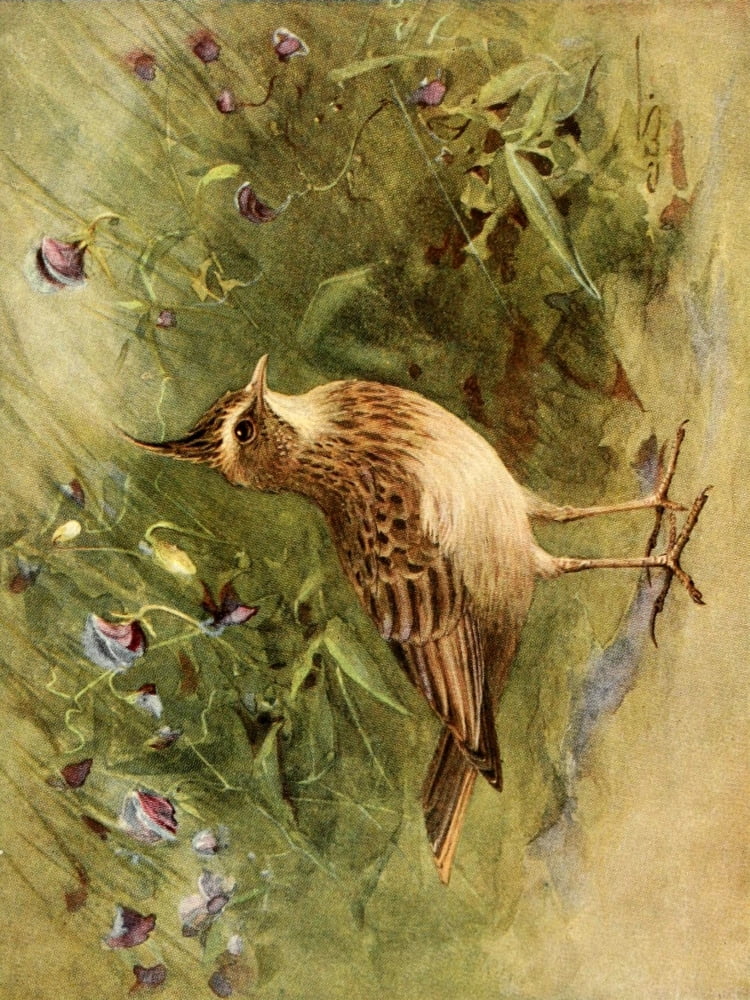 Egyptian Birds 1909 Crested Lark Canvas Art - Charles Whymper (24 x 36)